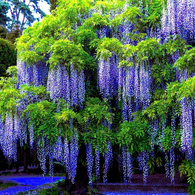 5 Chinese Wisteria Tree Seeds Fast Climber Flower Vine, Cold Hardy Bonsai Plant