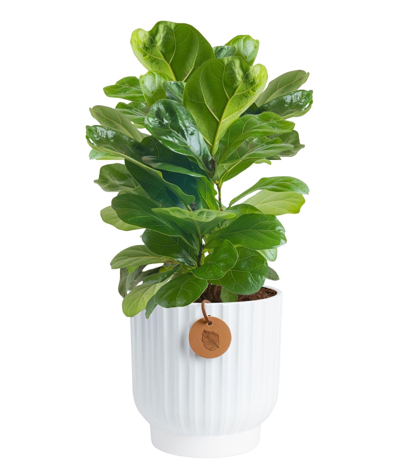 Fiddle Leaf Fig Tree Live Plant, Little Ficus Indoor Plant in Modern Decor