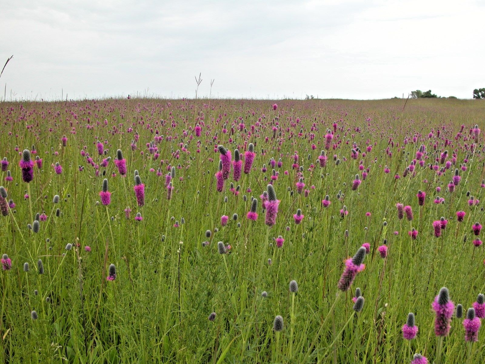 500+PURPLE PRAIRIE CLOVER Seeds Wildflower Nitrogen Fixing Drought Heat Cold