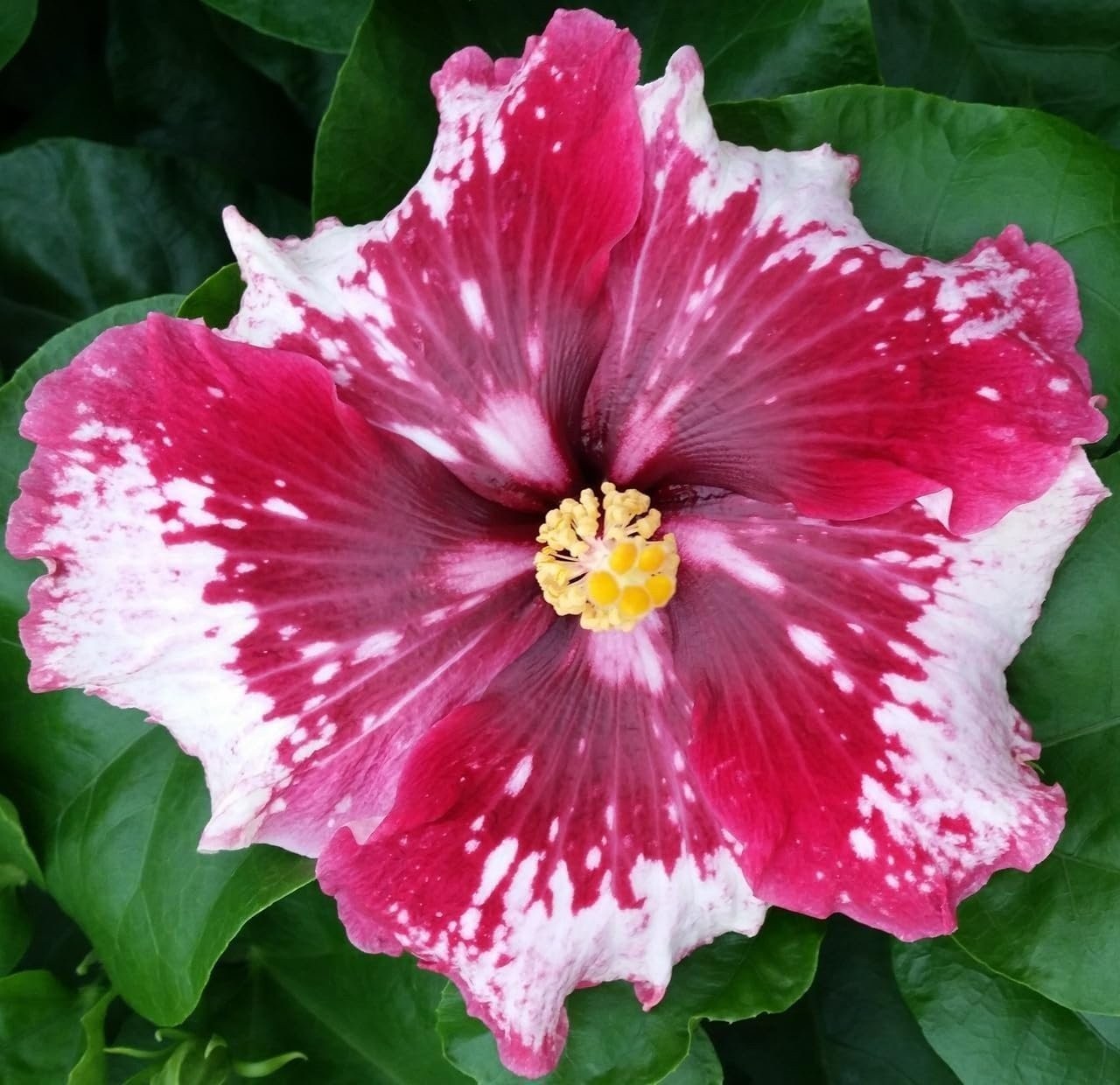Hibiscus Cajun Color Purple Magic Starter Plant