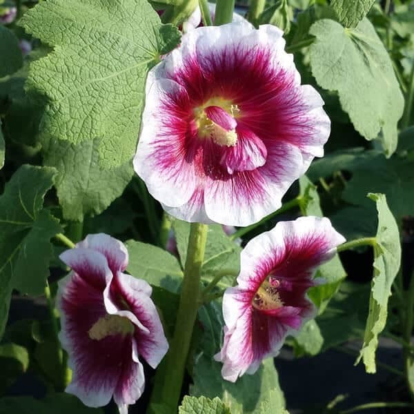 Alcea rosea Creme do Cassis