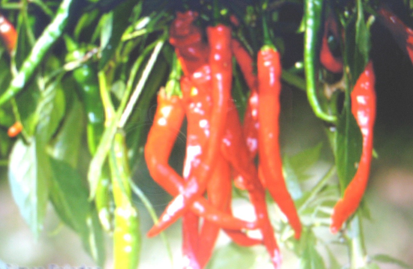 CAYENNE LONG SLIM PEPPER*15 SEEDS* HOT*CHILI SEASONING* FREE COMB. SH