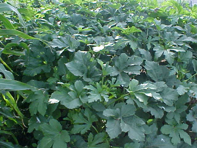 40 SEEDS ORGANIC TENDER FULL SIZE LARGE OKRA PLANT A FAVORITE! SEE PICTURES USA