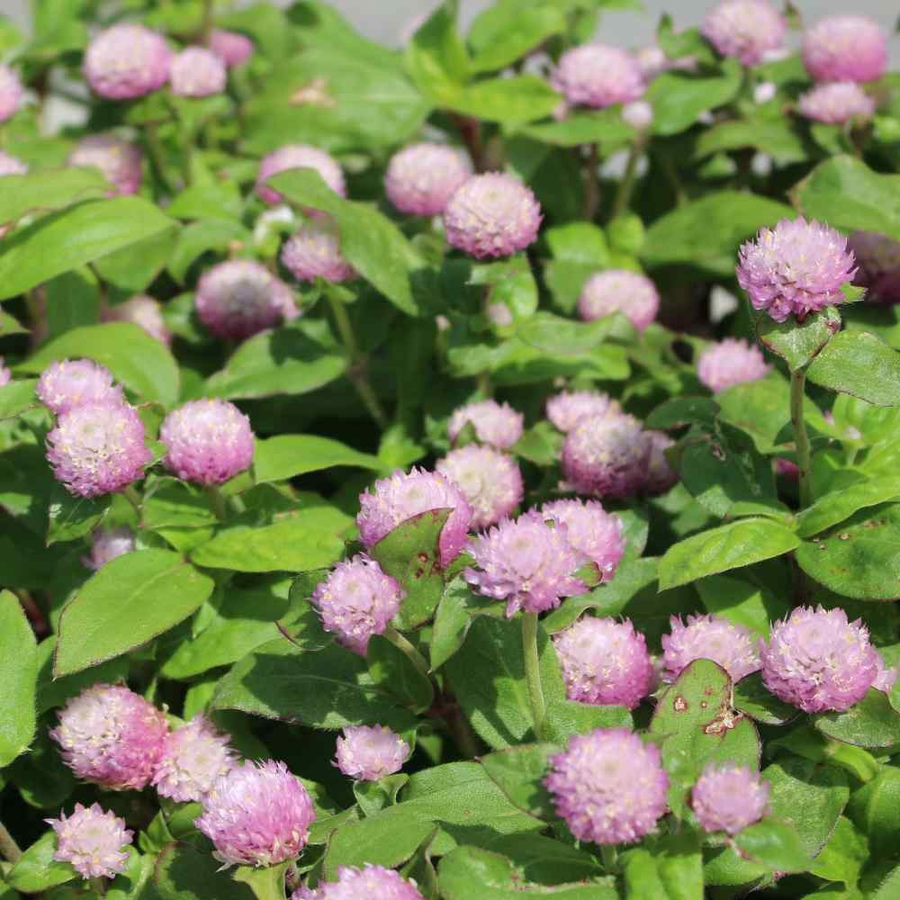 2000 Seeds Gomphrena Seeds – Globe Amaranth Gomphrena Salmon Flower Seed