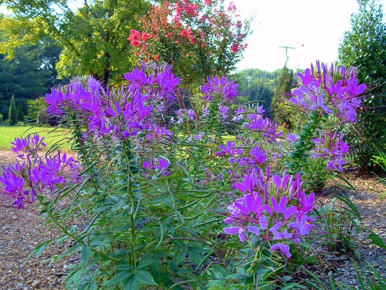 Hot Purple Spider Flower (Cleome) 30 SEEDS – BOLD BRIGHT COLOR! Comb.S/H!