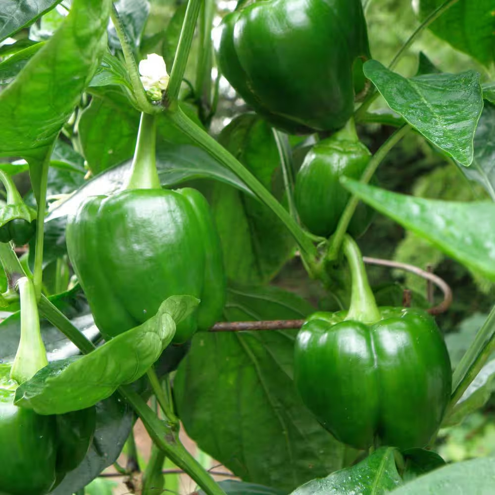 19 Oz. Sweet Green Bell Pepper Plant (2-Pack)