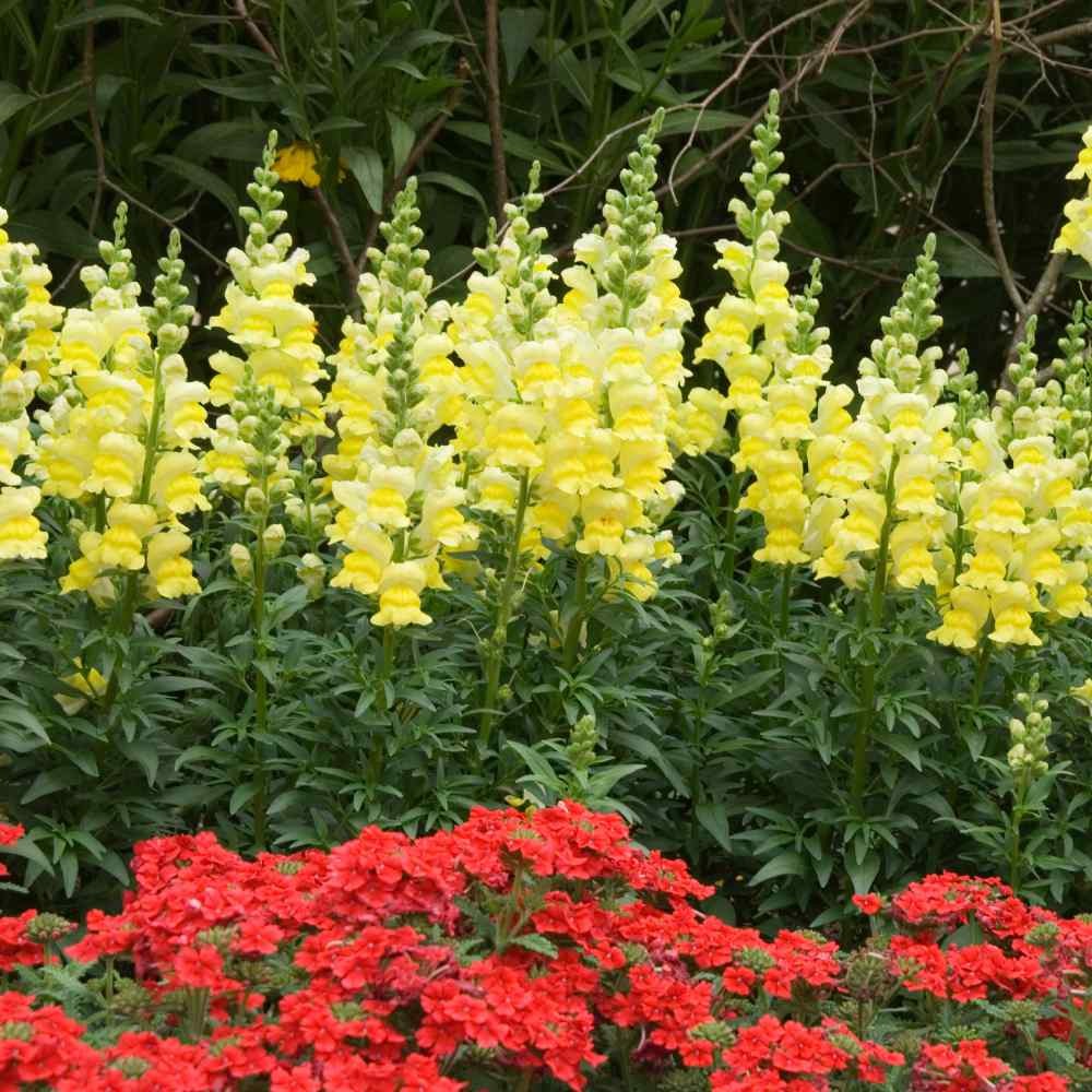 1000 Seeds Verbena Seed – Verbena Hybrida Scarlet Ground Cover Seeds