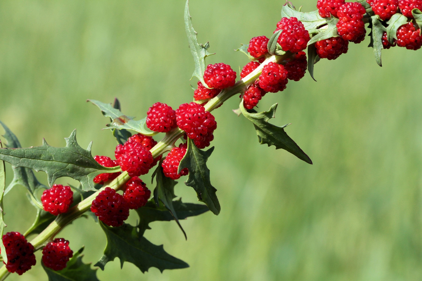 100 STRAWBERRY STICKS / SPINACH Chenopodium Foliosum Fruit Berry Seeds *Comb S/H