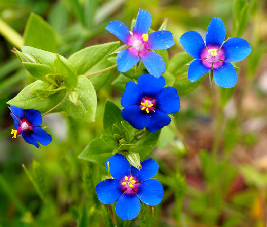 PIMPERNEL BLUE Anagallis Monelli – 250 Bulk Seeds