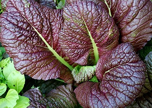 Red Giant Mustard 500 Seeds Fast‑Growing Heirloom for Salads & Stir‑Fries