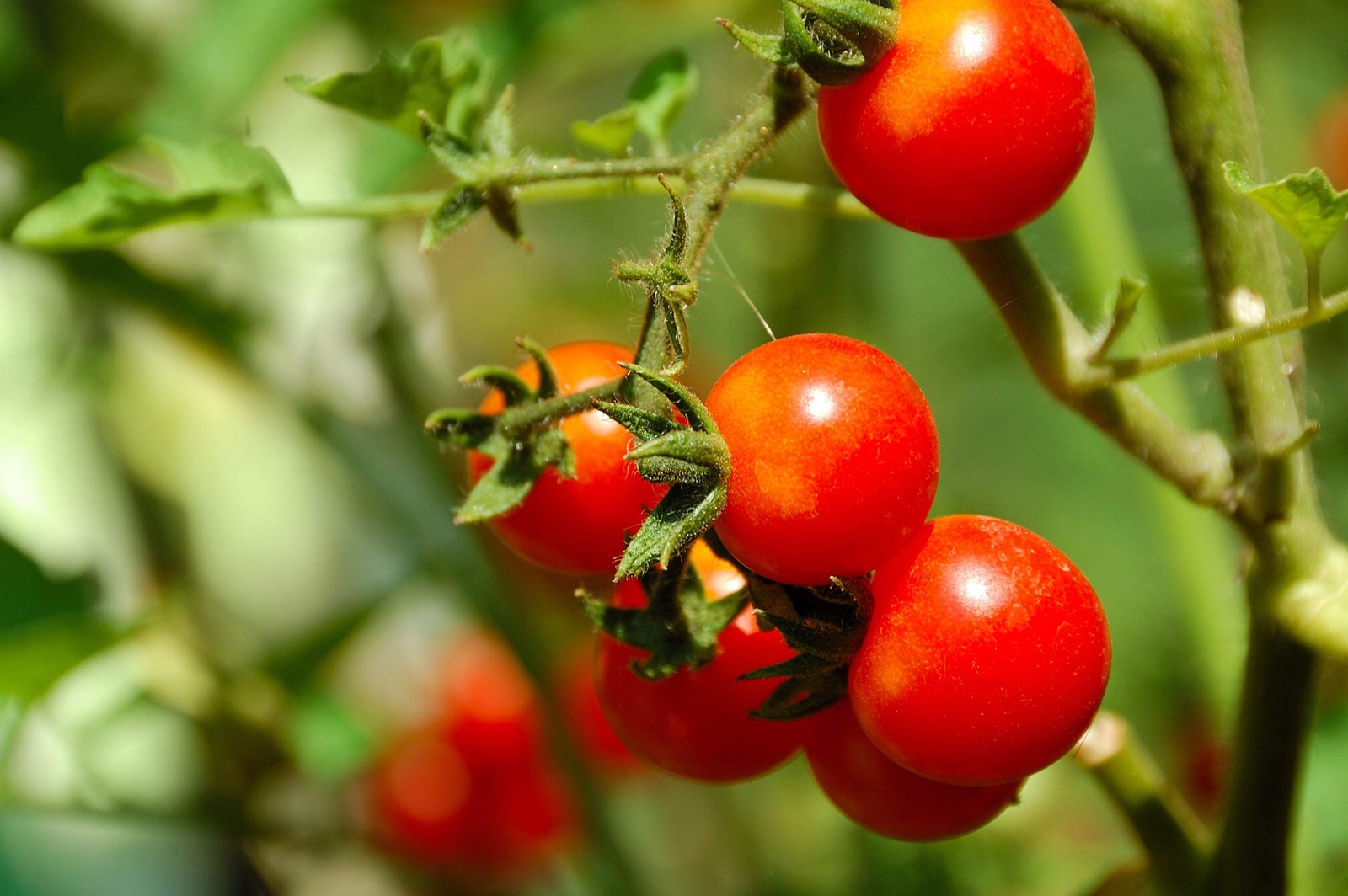 1 Oz Bulk ITALIAN TREE TOMATO ‘Trip L Crop’ Seeds – 1 Ounce = Approx 9500 Seeds