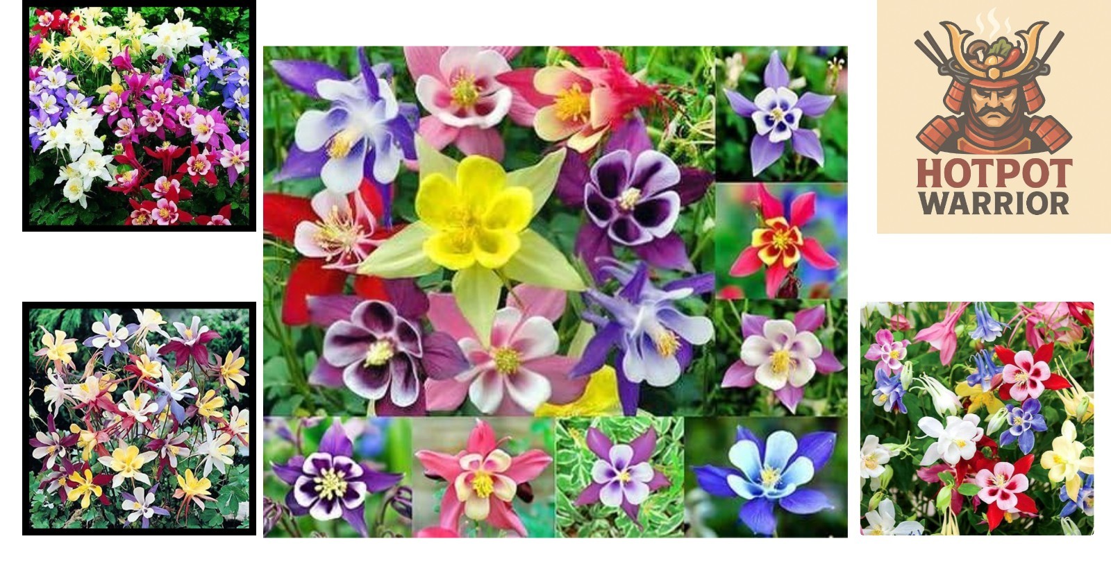 Columbine McKana Giants Seeds – 200 Seeds to Enhance Your Spring & Summer Garden