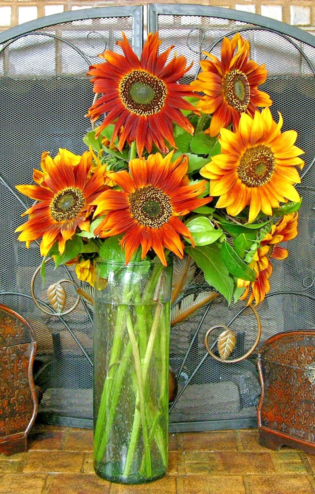 75+AUTUMN BEAUTY SUNFLOWER MIX Flower Seeds Fall Colors Native Wildflower Easy