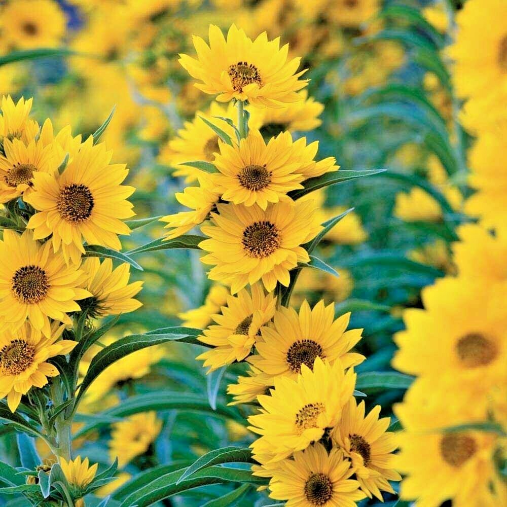 100+MAXIMILIAN Prairie SUNFLOWER Seeds Native Wildflower Heat Cold Drought Fence