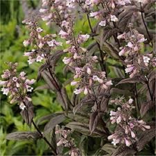 50+ PENSTEMONE HUSKER RED BEARDTONGUE / DEER RESISTANT PERENNIAL