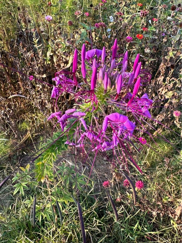 Organic Cleome (Spider) Flower Seeds – Annual Variety
