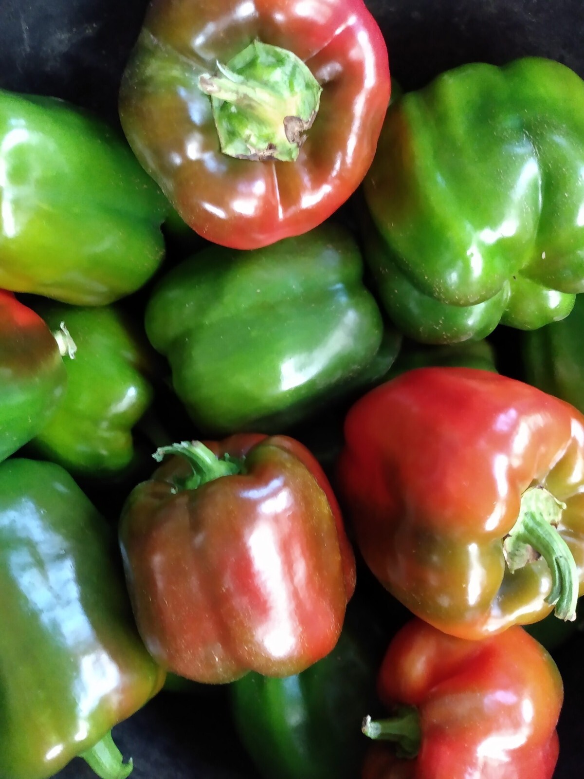 100 California Wonder Bell Pepper Heirloom Seeds, NON-GMO, FREE SHIPPING &Track