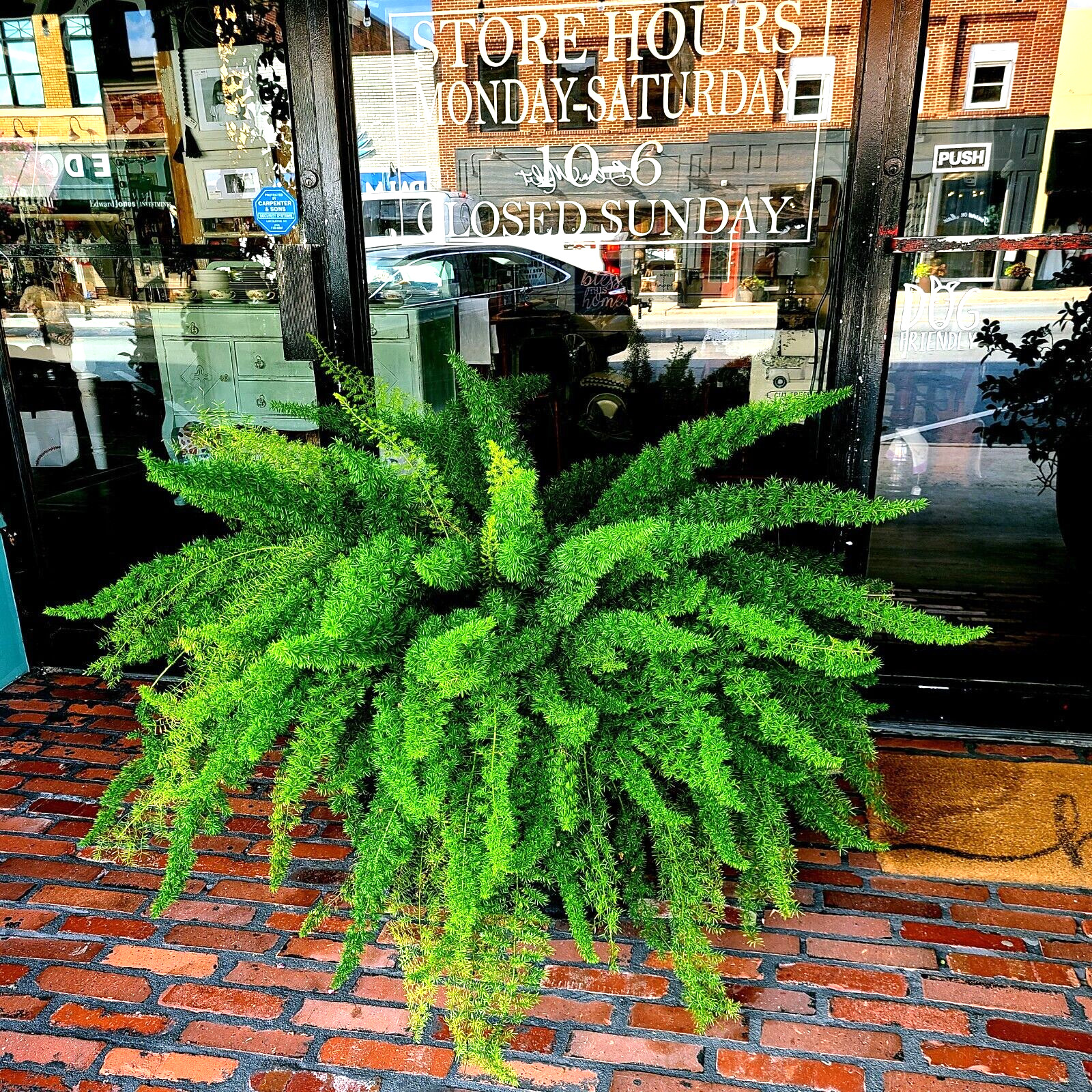 20 ASPARAGUS FOXTAIL FERN Seeds Myers Houseplant Tropical Flower Garden RARE!