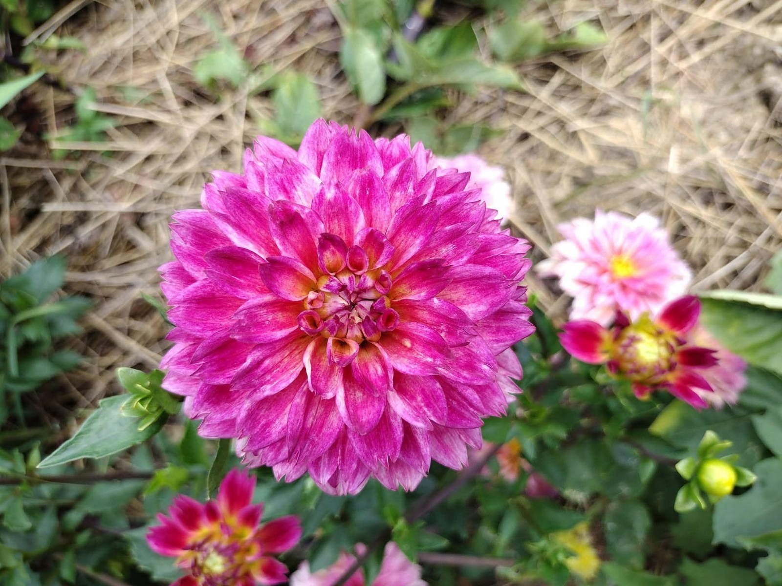 Home Grown Dahlia Flower Tuber Bulb Bundle Lot 10-50 Grower’s Choice Tubers