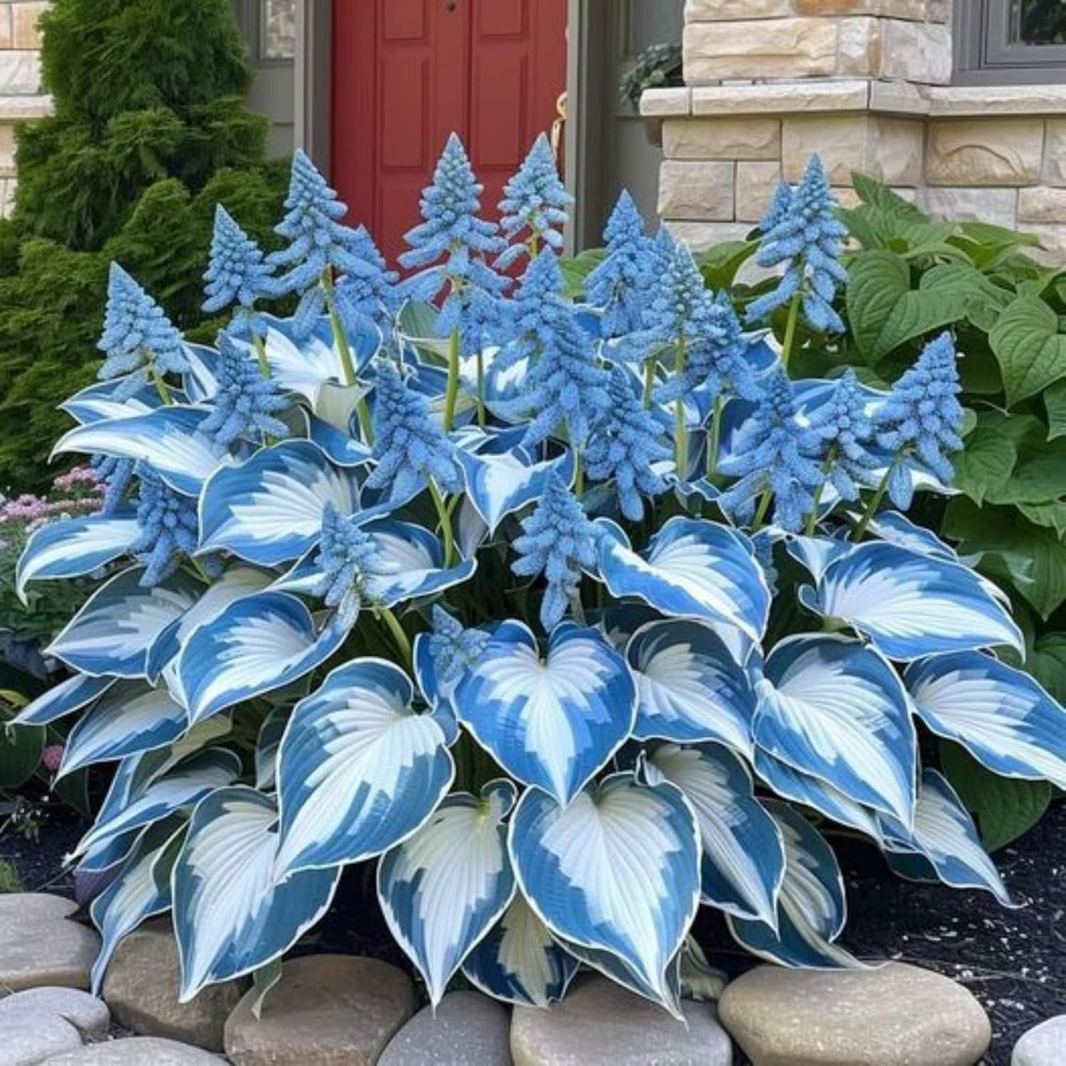 330+ Hosta Seeds for Planting – Perennial Hosta Seeds Outdoor Garden Attract …