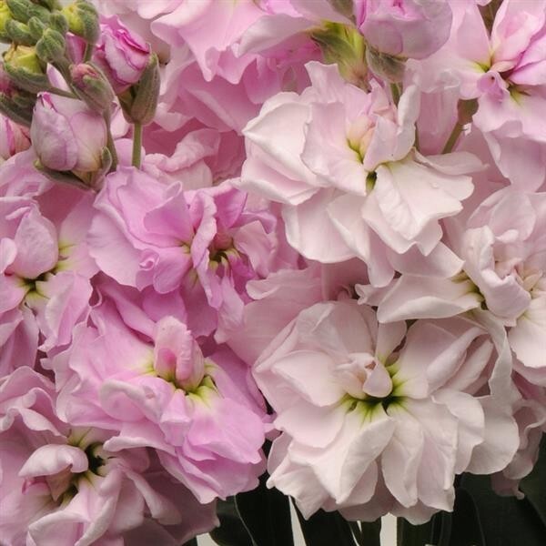 35 Cherry Blossom Stock seeds
