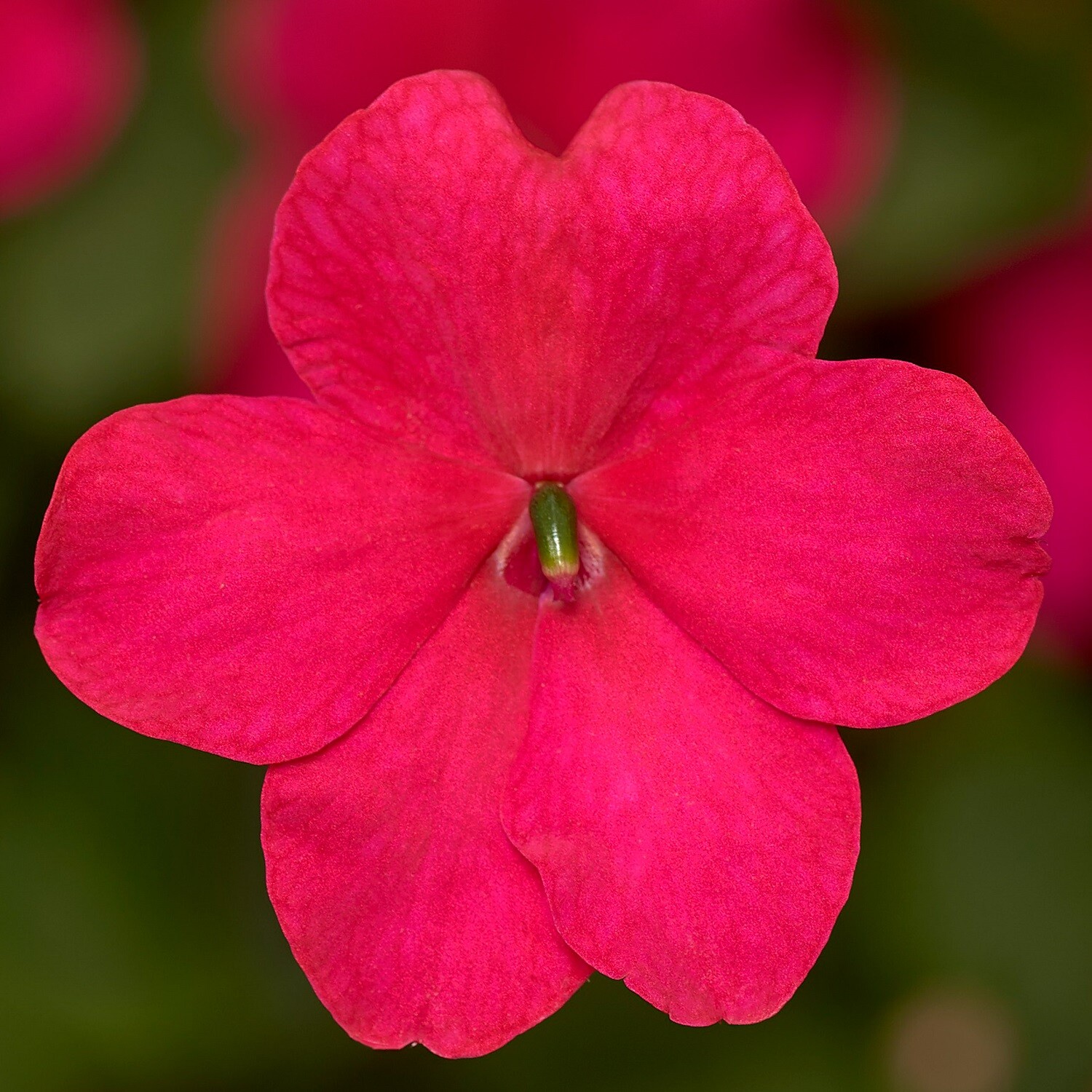 Impatiens Seeds Impatiens XDR Imara Rose 50 Seeds