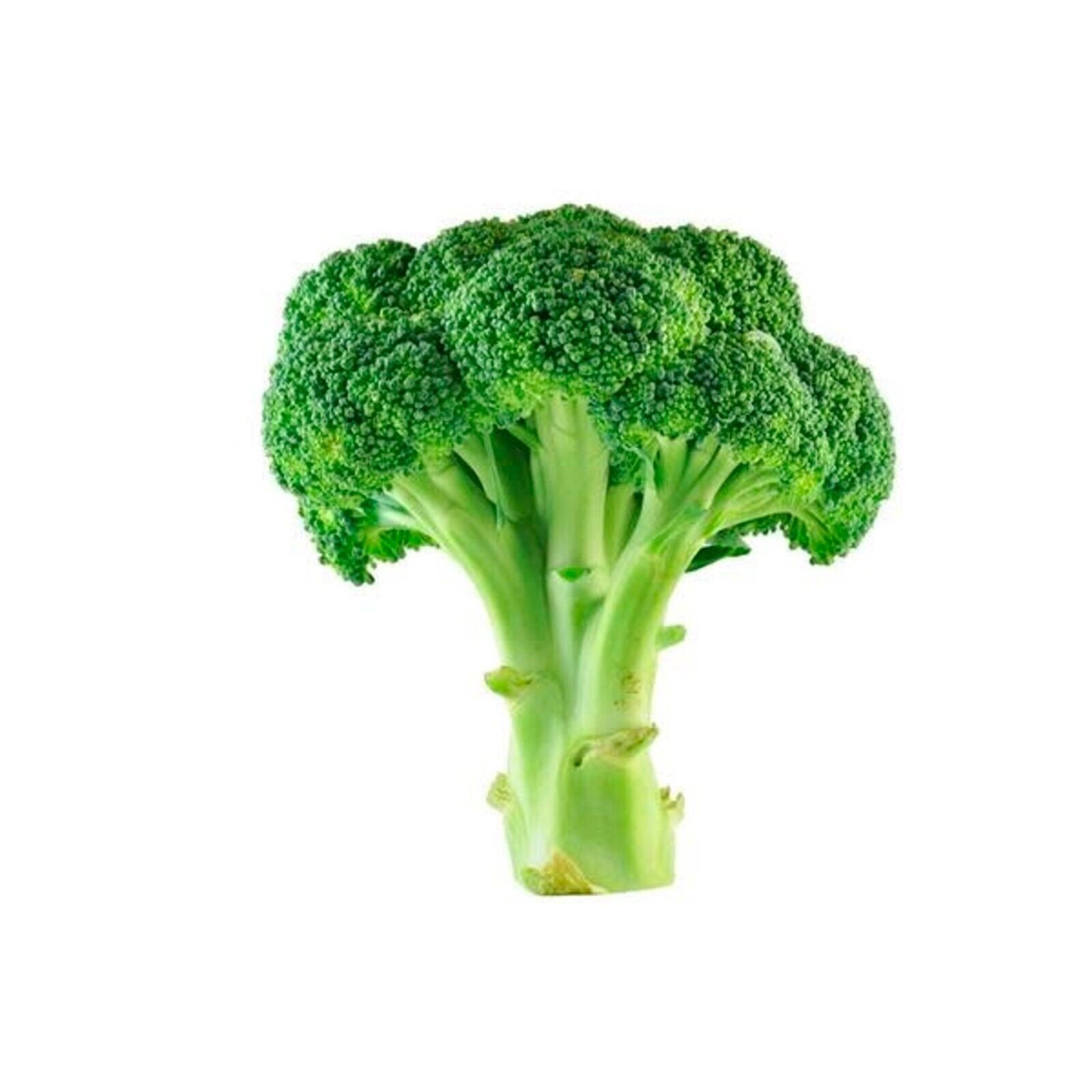 1200+ Broccoli Seeds – Green Sprouting Calabrese Non-GMO Heirloom BOGO 50% OFF