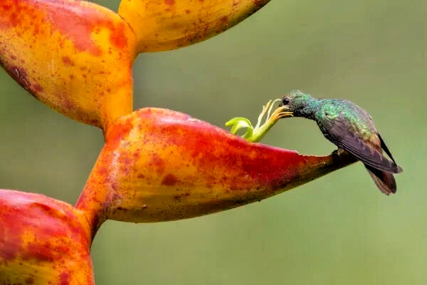 5 SPLASH (Heliconia champneiana) SEEDS Lobster Claw Flower Banana Like Rare