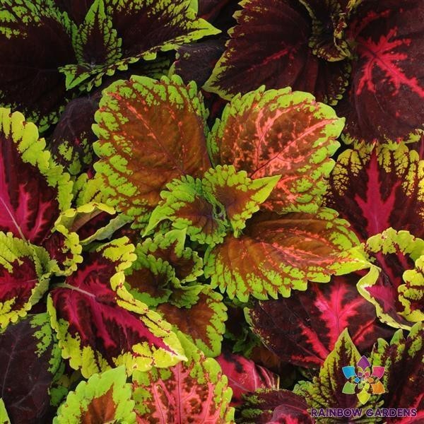 25+ Kong Empire Mix Coleus Seeds for Garden Planting – USA – FREE SHIPPING!