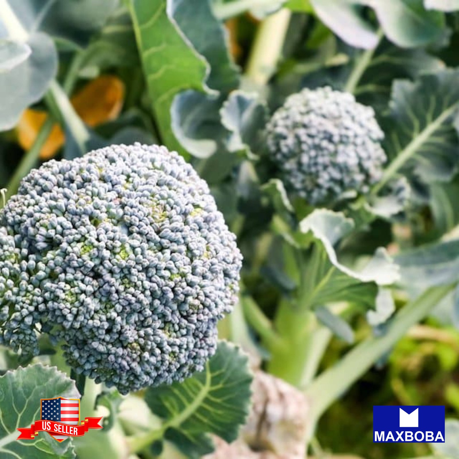 250 Calabrese Green Sprouting Broccoli Seed Organic Non-GMO BTGO 75% OFF