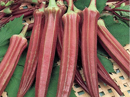 Okra RED Burgundy Great Heirloom Vegetable By Seed Kingdom 2,000 Seeds