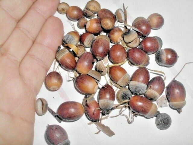 12 JAPANESE BLUE OAK ACORNS – Quercus glauca