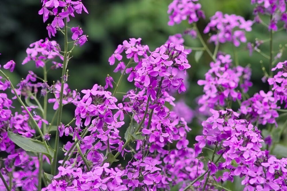Hesperis Matronalis 300 +/- Seeds, Fragrant Purple Dames Rocket Flowers
