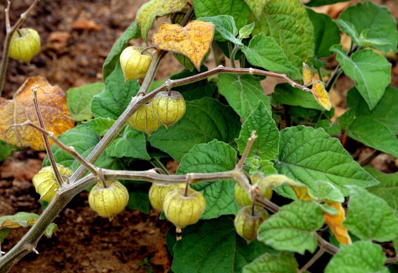 Physalis peruviana Cape Gooseberry 10 seeds