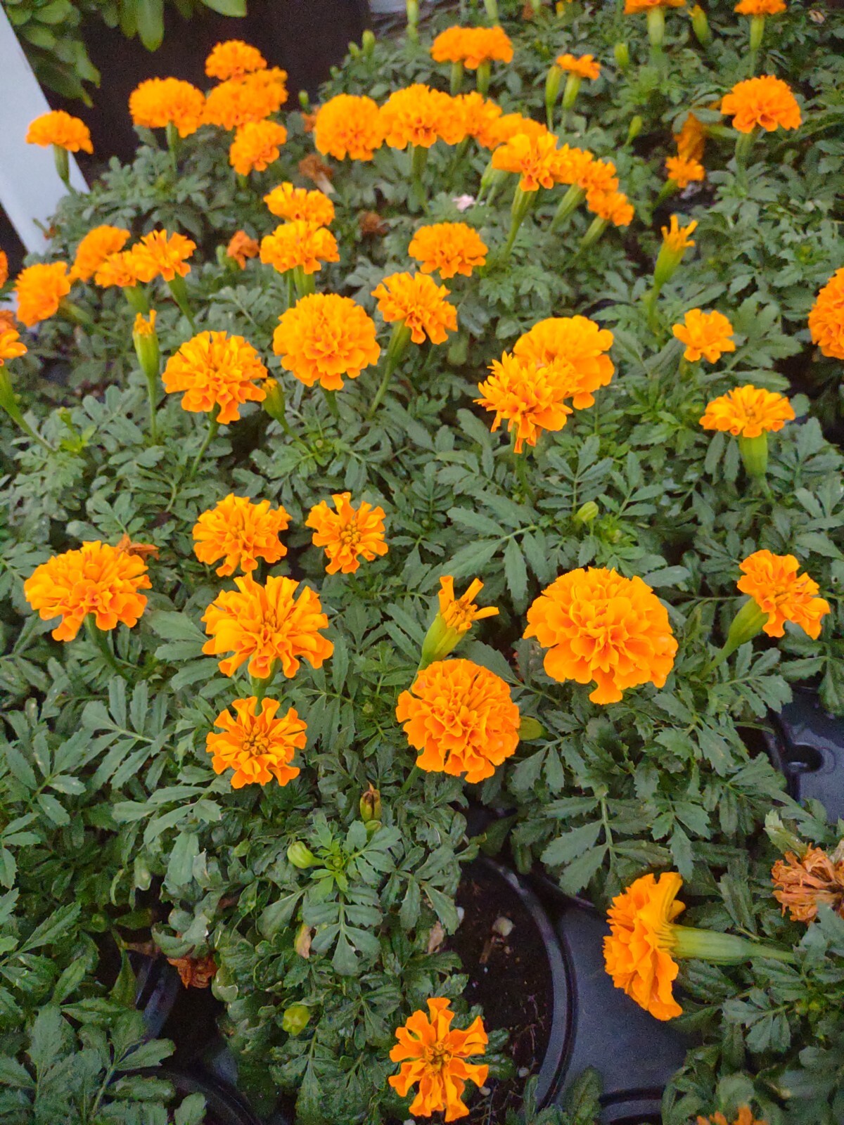 French Marigold Mix Flower Seeds, 100 Seeds, Tagetes Patula, Seed,Free Shipping