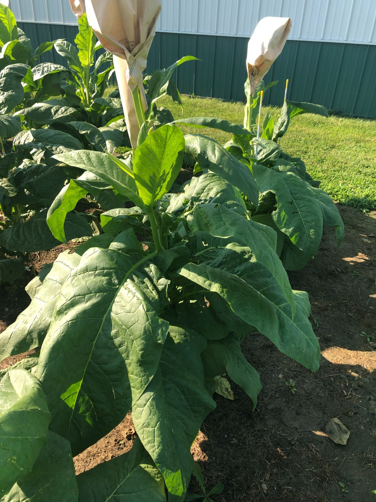 Connecticut Broadleaf Tobacco Seeds (approx. 100 seeds)
