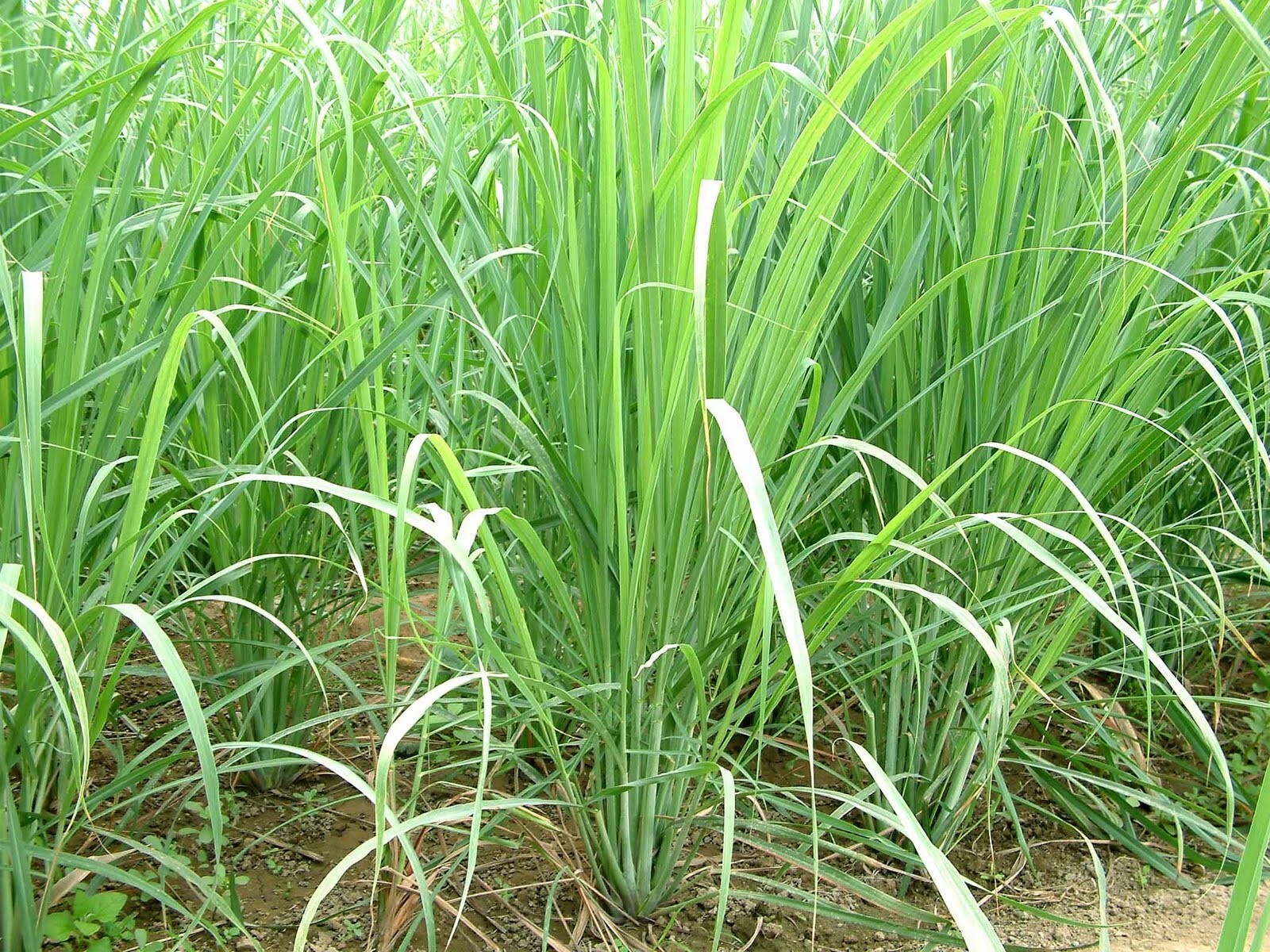 Lemongrass 12 LIVE Plants Each 4In to 7In Tall fully rooted Fever grass citratu