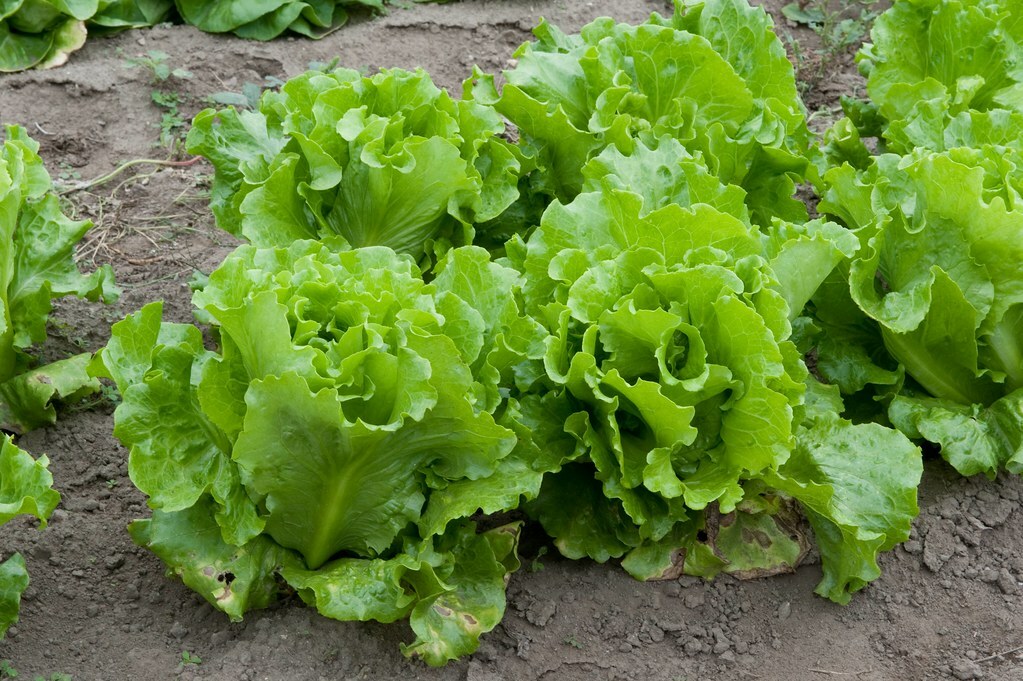 Lettuce Seed: Nevada Loose leaf Lettuce Seed. Fresh Seed FREE SHIP!!!!!