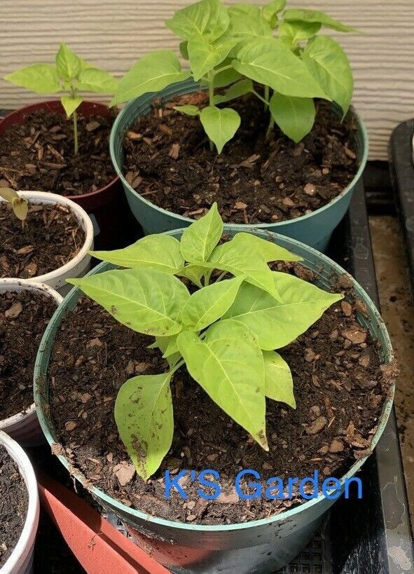 BIRD’S EYE CHILI SEEDS, ỚT XIÊM RỪNG | High Germination Rate (20 pcs)