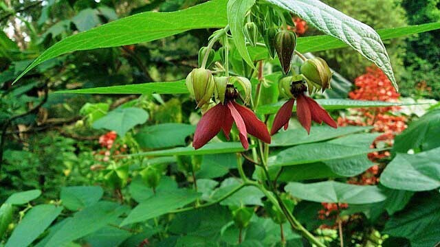 Abroma augusta | Devil’s Cotton | 20 Seeds