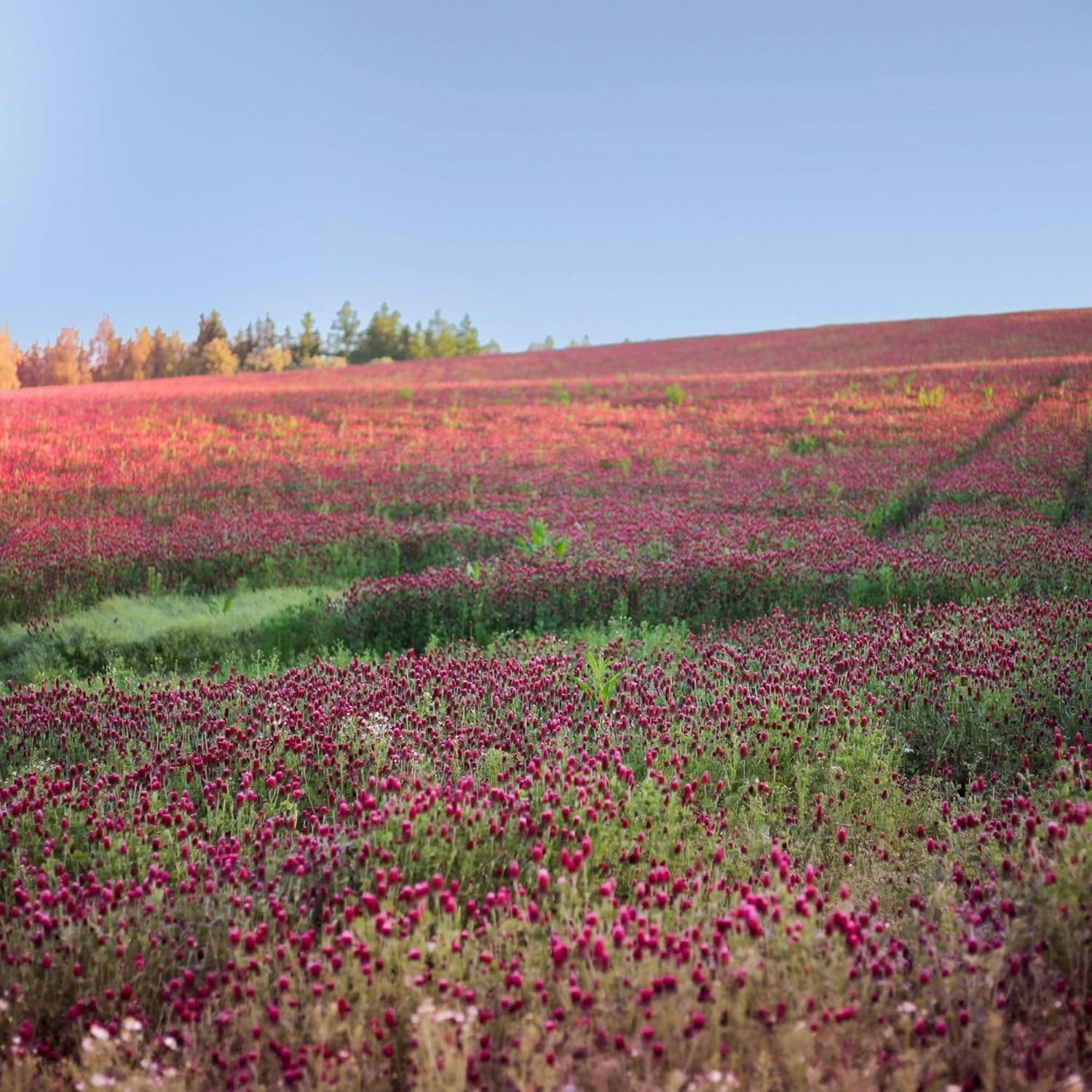 Non-GMO Crimson Clover Seeds 5 lb – Perfect for Wildlife Forage & Green Manure