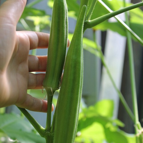 100+ Perkins Long Pod Okra Seeds — Heirloom – NON GMO — FRESH