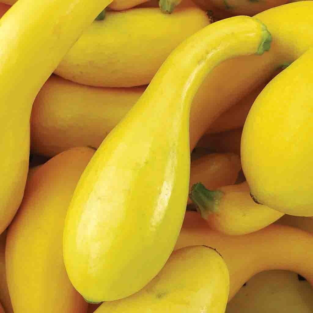 20 Fresh Premium Early Crookneck Summer | NON-GMO | Squash Seeds-B 25