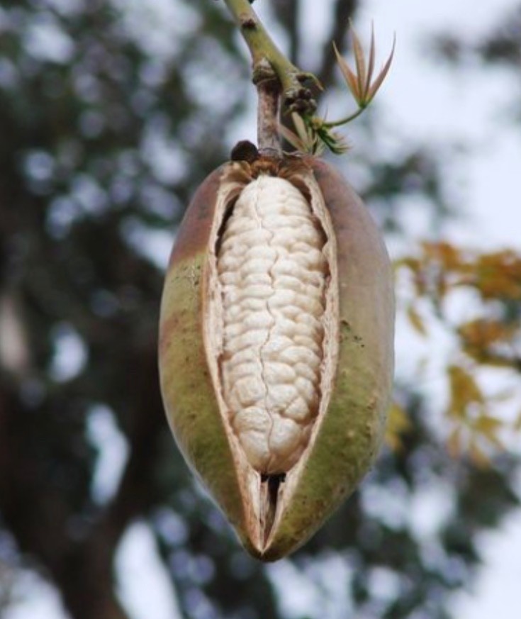 Silk Floss Tree Seeds (Ceiba speciosa) Hot Pink Flower Tree – Palo Borracho –