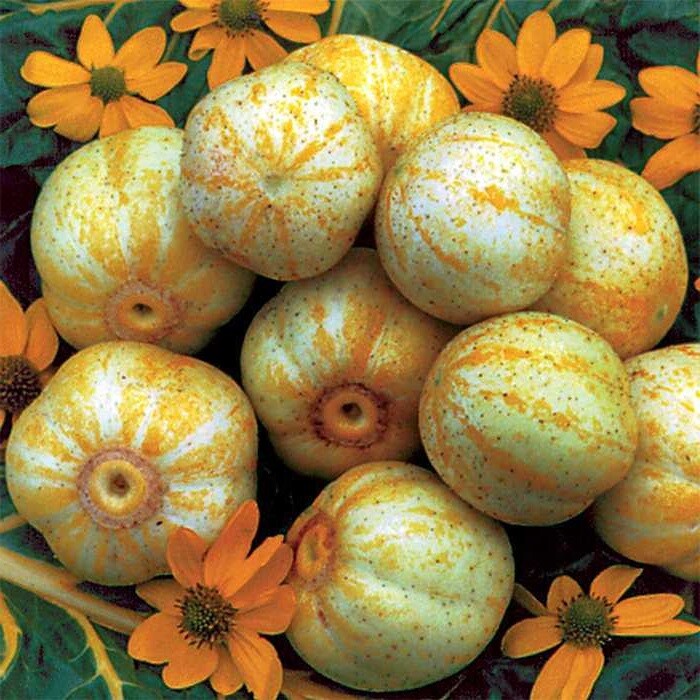 Lemon Cucumber Seeds (50 – 4000 1/4lb) Heirloom unique canning rare pickling OP