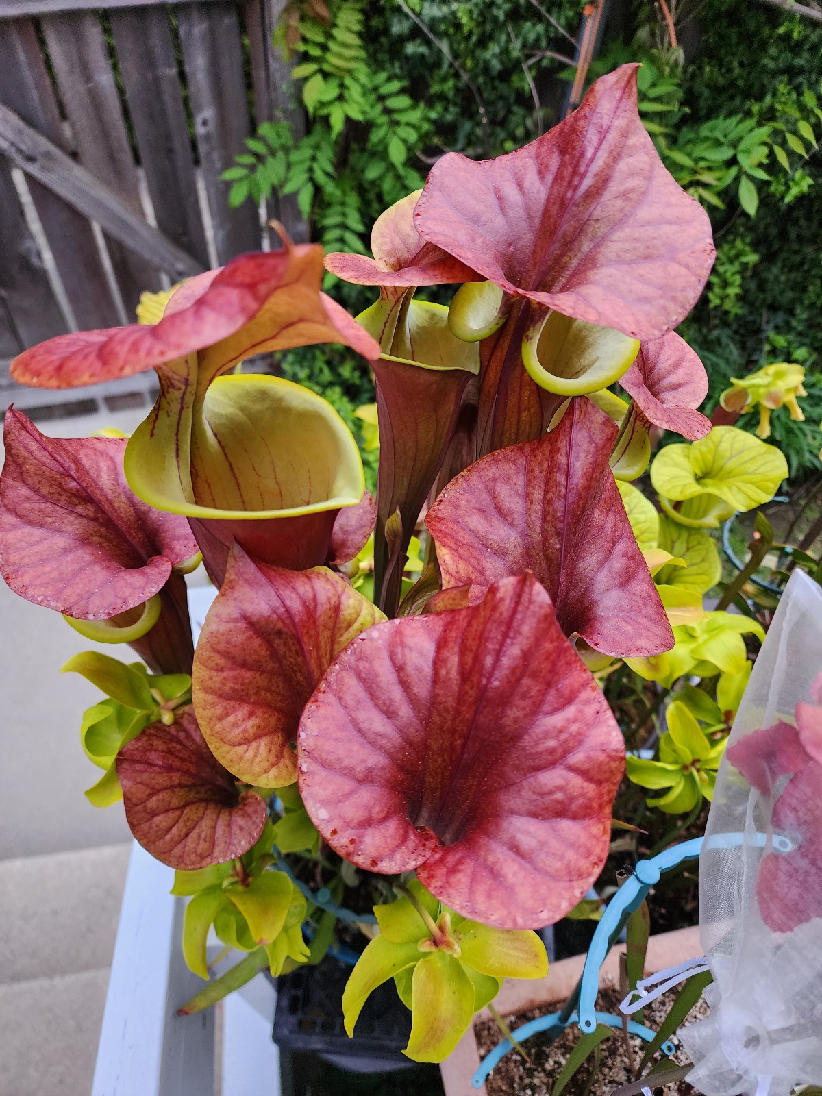 2025 SARRACENIA SEEDS: LEUCOPHYLLA NEON PINK X FAVA WACCAMAW [CP PLANT SEED]