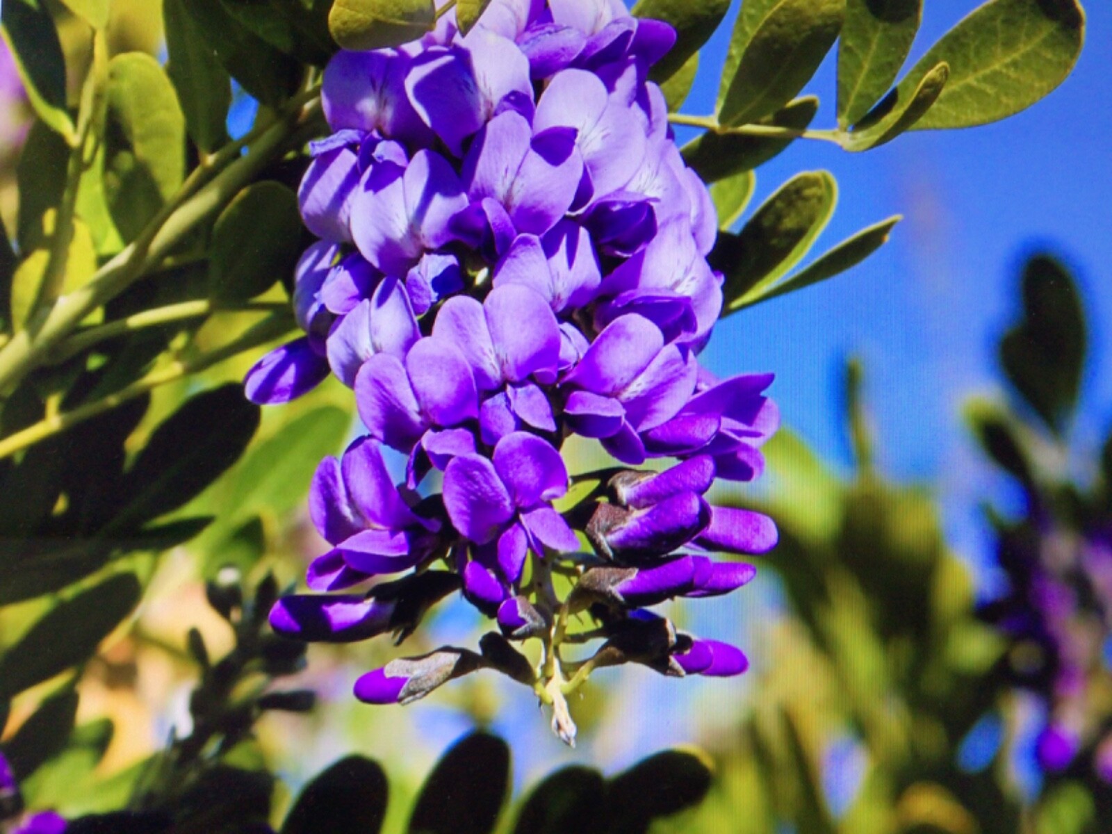 Texas Mountain Laurel Sophora secundiflora 15 Seeds