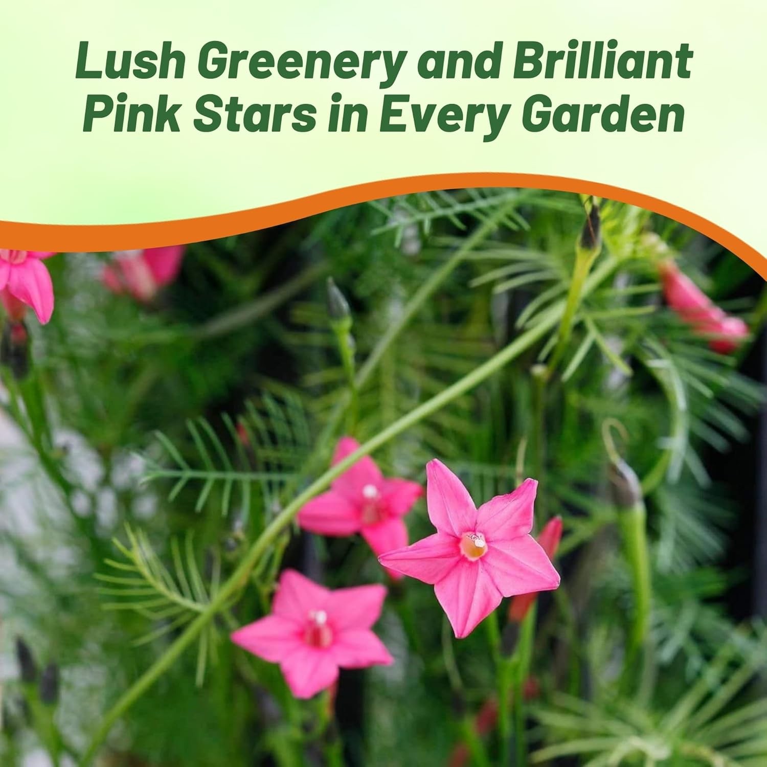 200 Seeds Cypress Vine Seed – Ipomoea Pennata Rose Flower Seeds