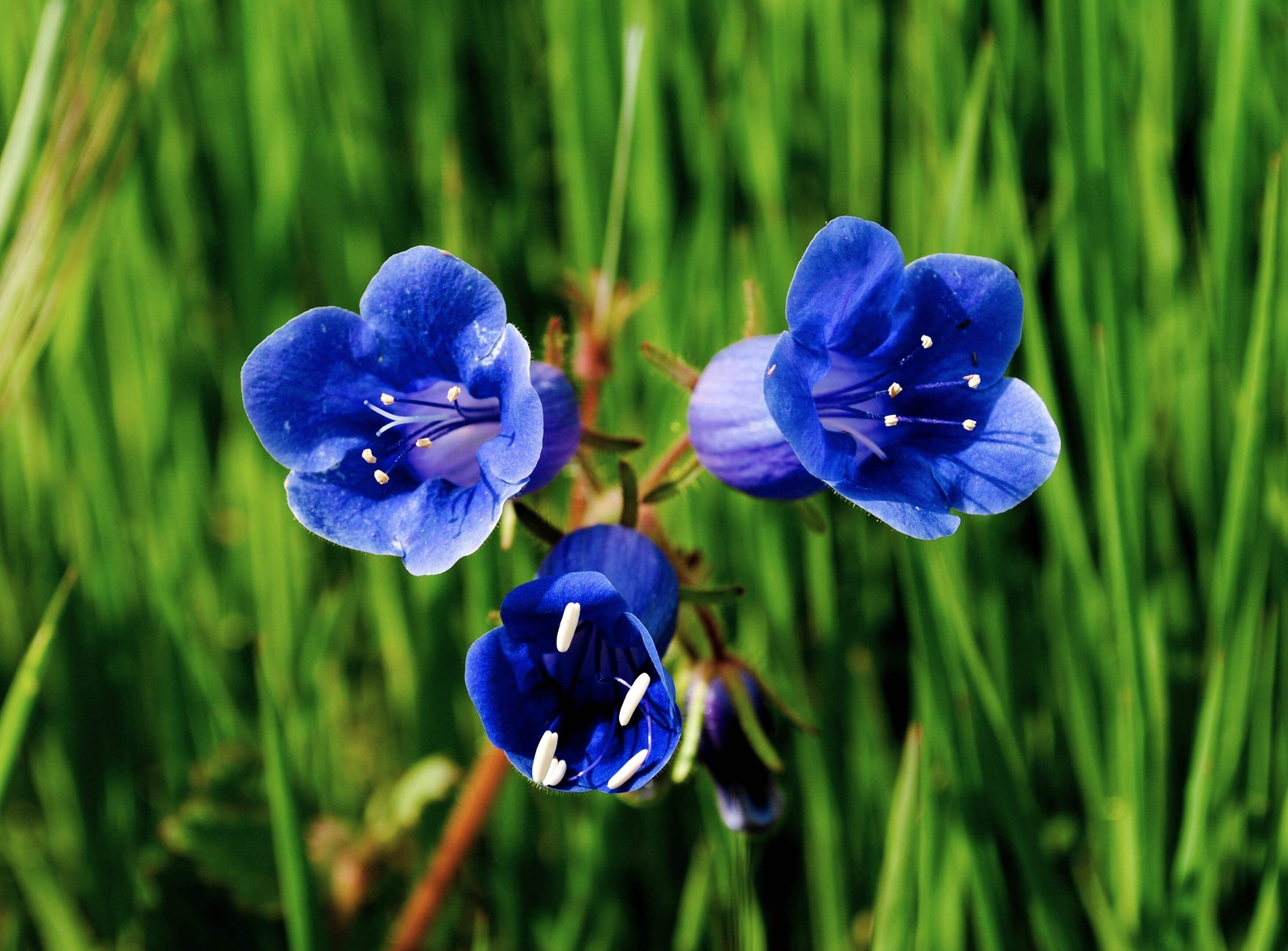 200 CALIFORNIA BLUEBELL (Wild Canterbury Blue Bell) Phacelia Campanularia Seeds