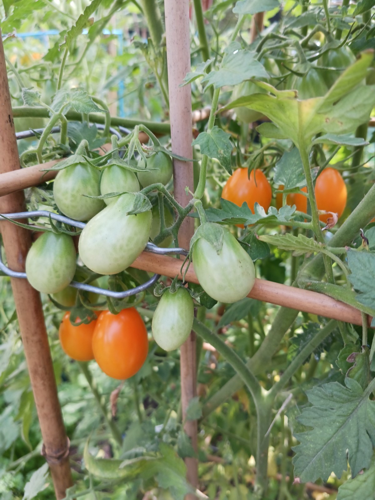 *2024 ORGANIC “MY” SUGAR SUN CHERRY TOMATO 20 SEED SWEETEST TOMATO *2024*